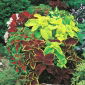 Koleus Blumego - 330 nasion