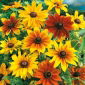 Rudbekia dwubarwna - 1500 nasion