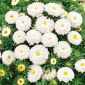 Aster chiński pomponowy biały - 500 nasion