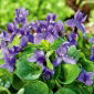 Fiołek Wonny ( Viola Odorata ) - 120 nasion