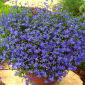 Lobelia zwisła szafirowoniebieska - 3000 nasion