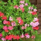 Pelargonia zwisająca Speedy mixed - 10 nasion