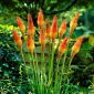 Trytoma groniasta - Kniphofia uvaria - 1 kłącze