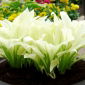 Hosta - Funkia White Feather - 1 kłącze