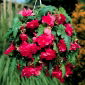 Begonia zwisająca, kaskadowa - różowa - 2 bulwy