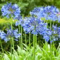 Agapanthus Blue - Agapant niebieski - 1 kłącze