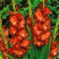 Gladiolus - Mieczyk czekoladowy Chocolate - 5 cebulek