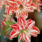 Hippeastrum, Amarylis, Zwartnica - Dancing Queen - 1 cebula