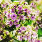 Floks (Phlox) - Płomyk wiechowaty - Sherbet Blend - 1 kłącze