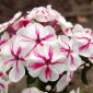 Floks (Phlox) - Płomyk wiechowaty - Twister - 1 kłącze