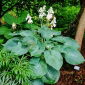Funkia - Hosta Big Daddy - 1 kłącze
