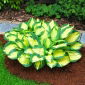 Funkia niska - Hosta Popcorn - 1 kłącze