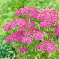 Krwawnik pospolity - Lilac Beauty - fioletowy
