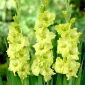 Gladiolus - Mieczyk Green Star - 5 cebulek