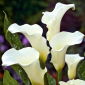 Zantedeschia, Calla - Kalla, Kalia białokremowa Albomaculata - 1 cebula