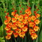 Gladiolus - Mieczyk Princess Margaret Rose - 5 cebulek