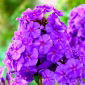 Floks (Phlox) - Płomyk wiechowaty fioletowy - 1 kłącze