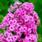 Floks (Phlox) - Płomyk wiechowaty różowy - 1 kłącze