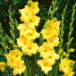 Gladiolus - Mieczyk Nova Lux - 5 cebulek