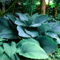 Funkia - Hosta Empress Wu - 1 kłącze