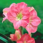 Hippeastrum, Amarylis, Zwartnica - Susan - 1 cebula
