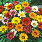 Gazania wielkokwiatowa - 125 nasion