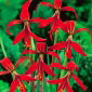 Sprekelia czerwona - Sprekelia Formosissima - głęboka czerwień - 1 szt.