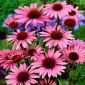 Echinacea - Jeżówka purpurowa - 1 kłącze