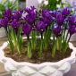 Irys botaniczny - Purple Hill - 10 cebulek