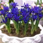Irys botaniczny - Blue Hill - 10 cebulek