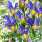 Irys holenderski - Mystic Beauty - 10 cebulek
