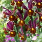 Irys holenderski - Red Ember - 10 cebulek