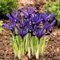 Irys botaniczny - Blue Note - 10 cebulek
