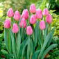 Tulipan Aafke - 5 cebulek