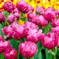 Tulipan Abigail - 5 cebulek