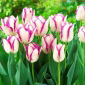 Tulipan Affaire - 5 cebulek