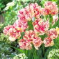 Tulipan Belicia - 5 cebulek