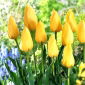 Tulipan Big Smile - 5 cebulek