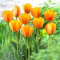Tulipan Blushing Apeldoorn - 5 cebulek