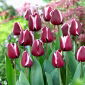 Tulipan Fontainebleau - 5 cebulek