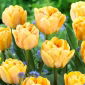 Tulipan Foxy Foxtrot - 5 cebulek