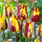 Tulipan Helmar - 5 cebulek