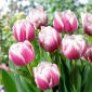 Tulipan Melrose - 5 cebulek