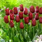 Tulipan National Velvet - 5 cebulek
