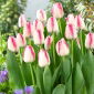 Tulipan Playgirl - 5 cebulek