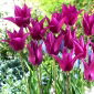 Tulipan Purple Dream - 5 cebulek