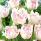 Tulipan Shirley Double - 5 cebulek