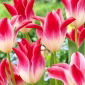 Tulipan Whispering Dream - 5 cebulek