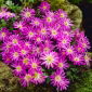 Zawilec grecki - Violet Star - 8 bulw
