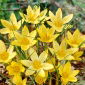 Krokus Saturnus - 10 cebulek